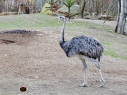 Tiergarten Schönbrunn am 12.03.2025